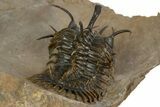 Short-Fork Walliserops Hammi Trilobite - Foum Zguid, Morocco #345190-4